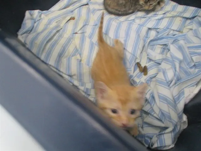 Adoptable Cat