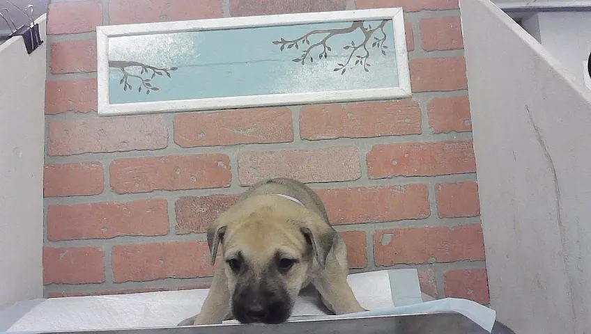 Adoptable Dog