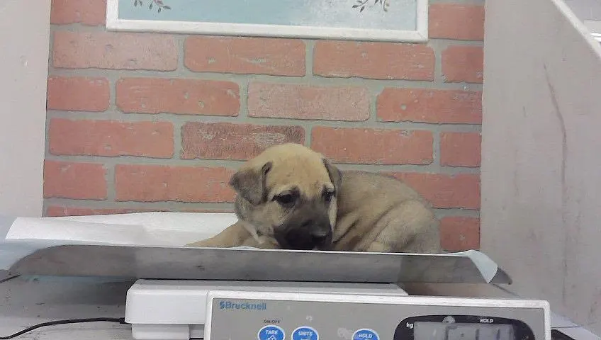 Adoptable Dog