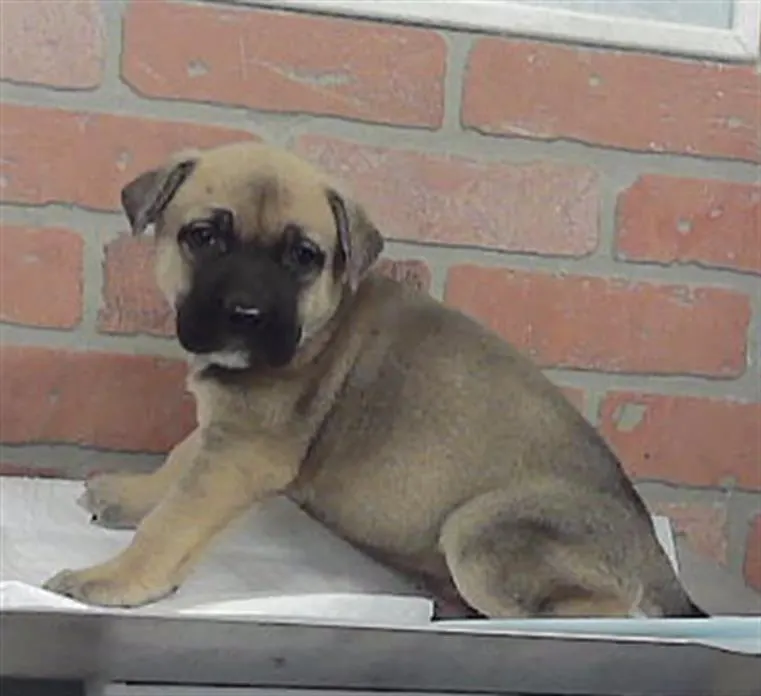Adoptable Dog