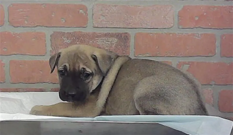 Adoptable Dog
