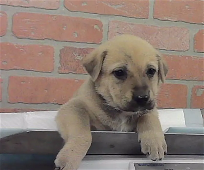 Adoptable Dog