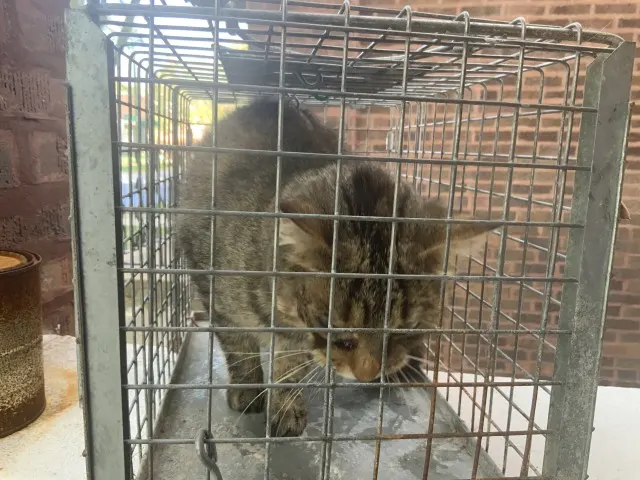 Adoptable Cat