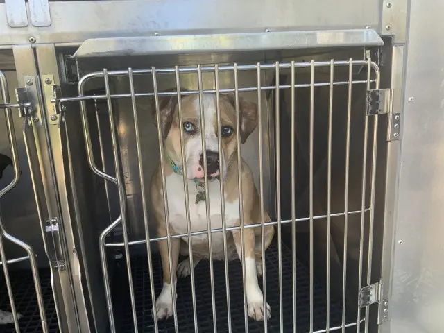 Adoptable Dog