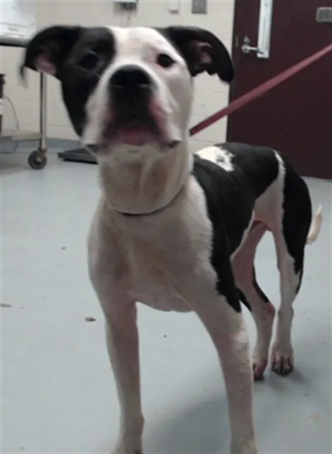 Adoptable Dog