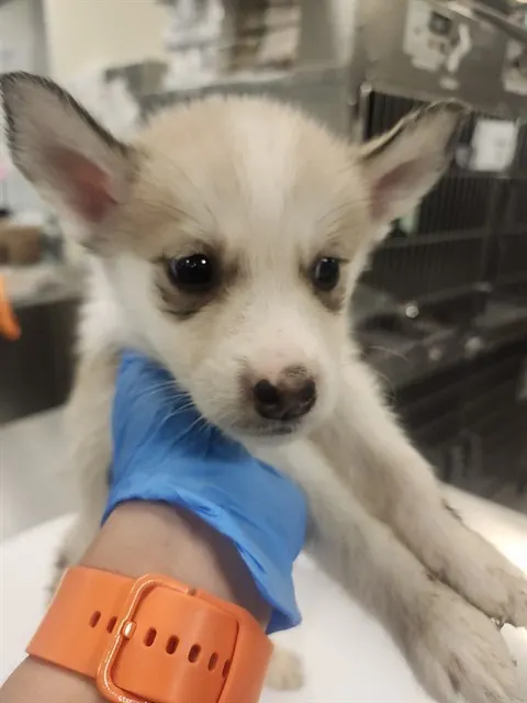 Adoptable Dog
