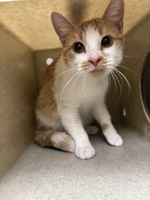 Minnie