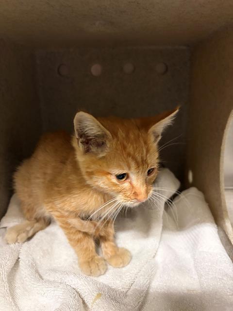 Adoptable Cat