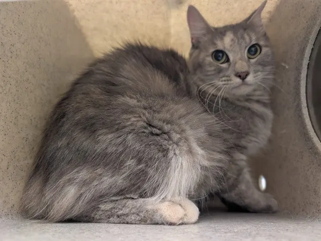 Adoptable Cat