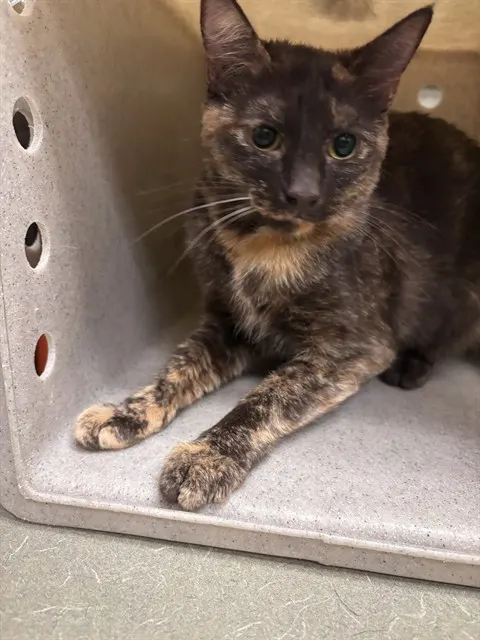 Brownie