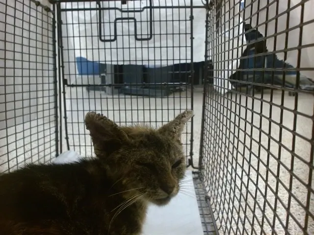 Mia