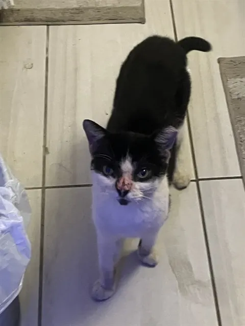 Lala