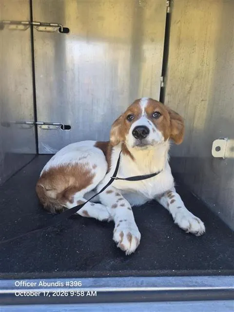 Benji