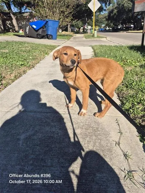 Penny