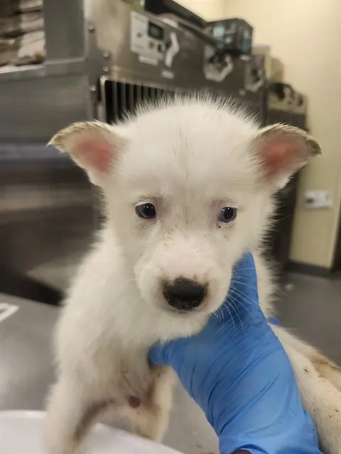 Adoptable Dog
