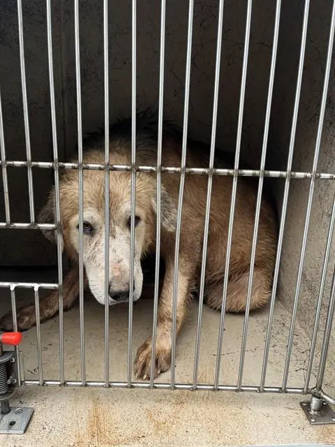 Adoptable Dog