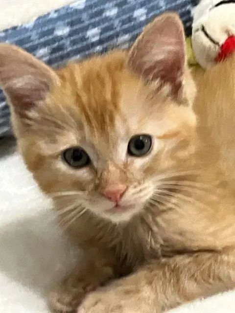 *Oliver