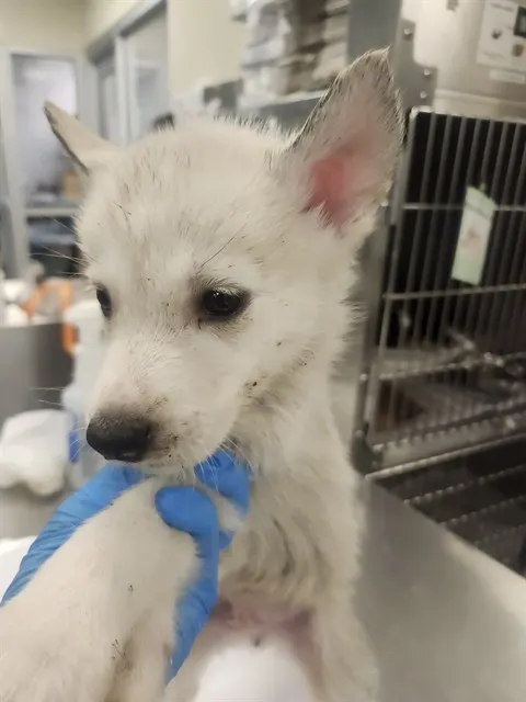 Adoptable Dog