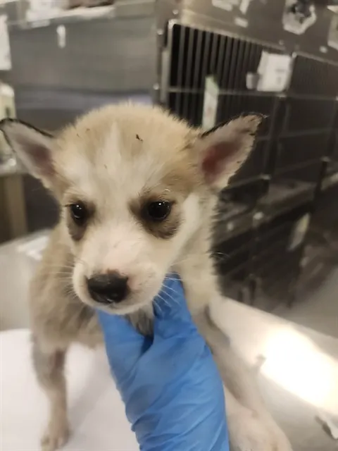Adoptable Dog