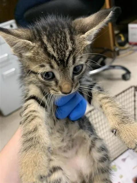 Adoptable Cat