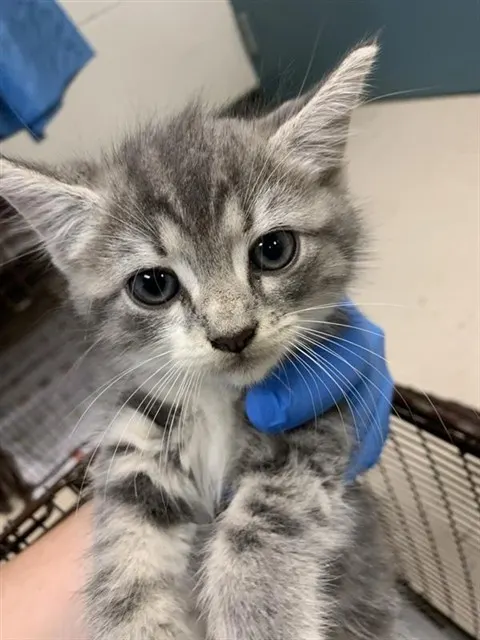 Adoptable Cat