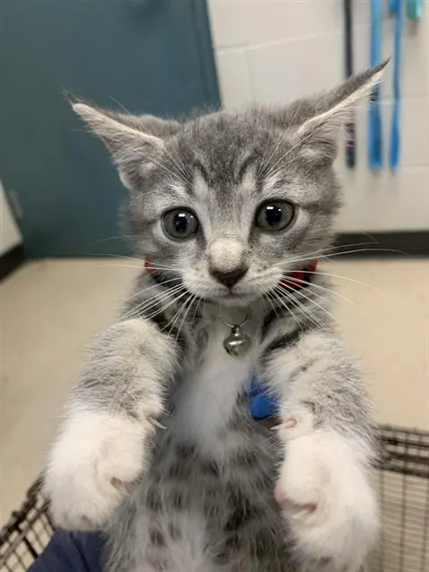 Adoptable Cat