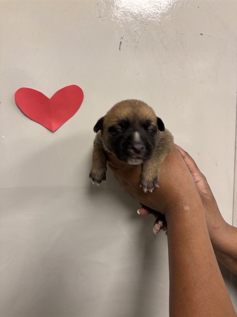 Adoptable Dog