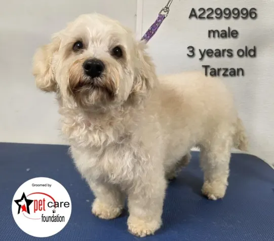 Tarzan