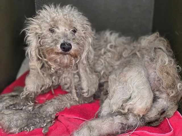 Adoptable Dog