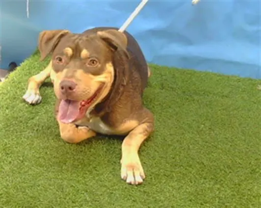 Adoptable Dog