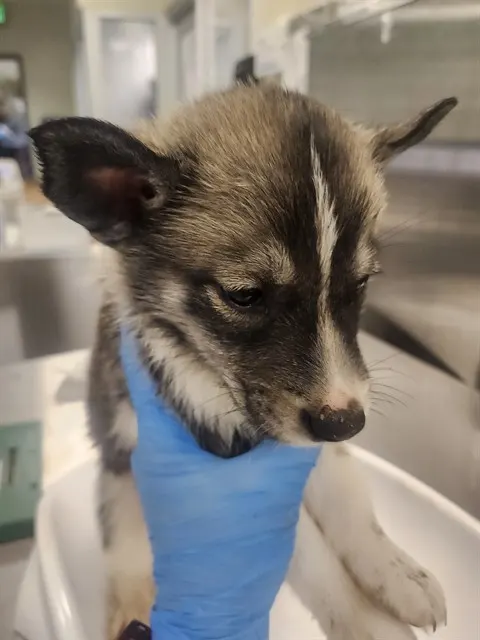 Adoptable Dog