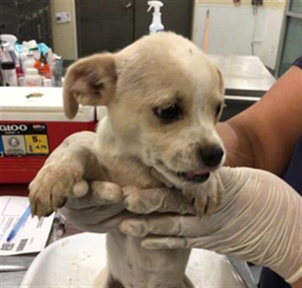 Adoptable Dog
