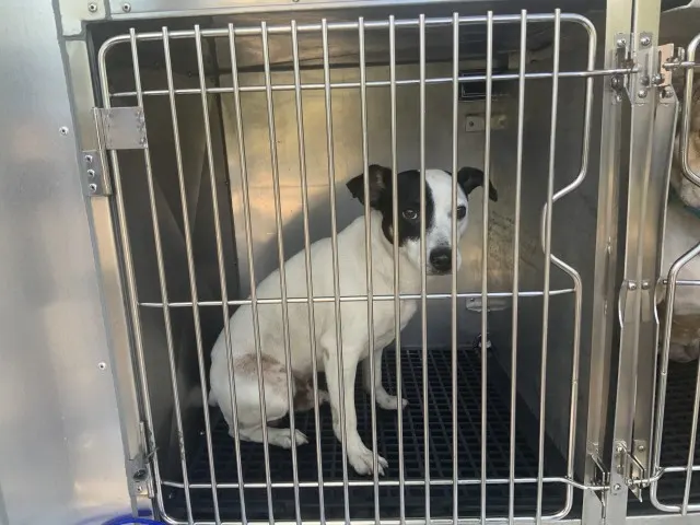 Adoptable Dog