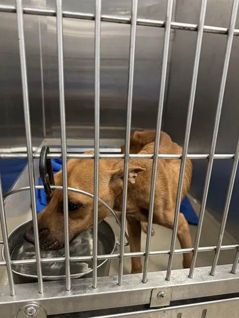 Adoptable Dog