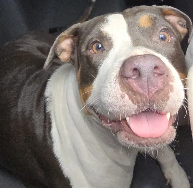 Adoptable Dog