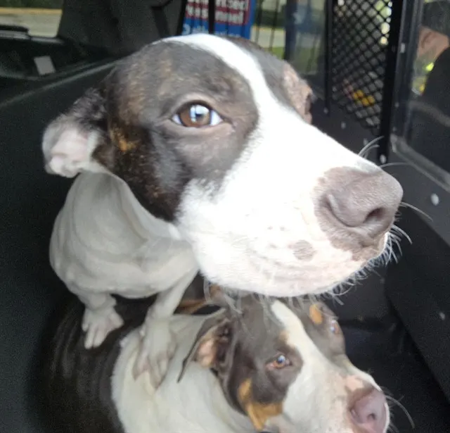 Adoptable Dog
