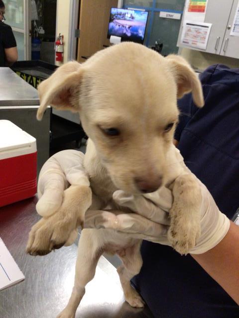 Adoptable Dog