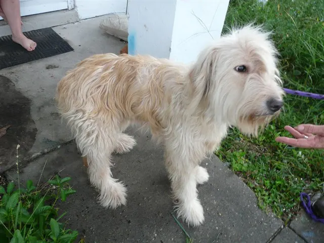 Snowball
