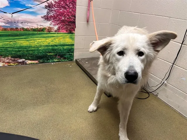 Adoptable Dog