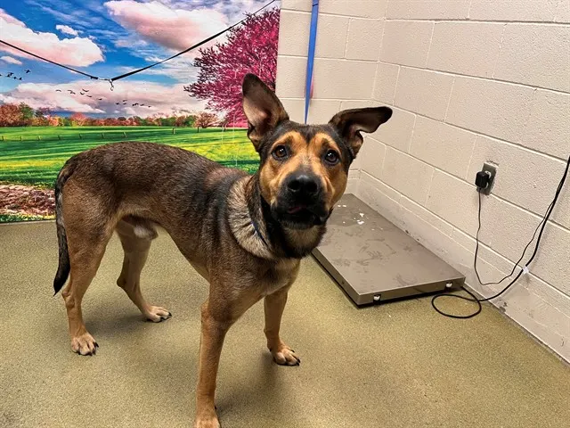 Adoptable Dog