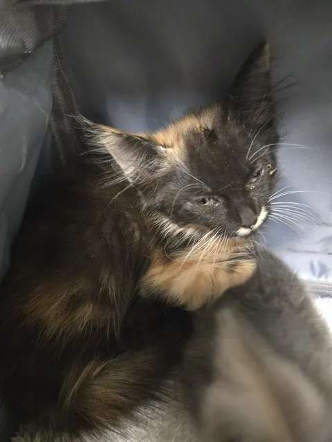 Adoptable Cat