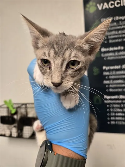 Adoptable Cat