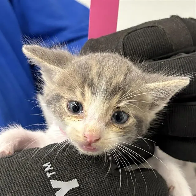 Adoptable Cat