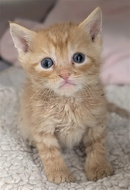 Adoptable Cat