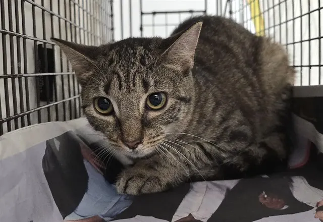 Adoptable Cat