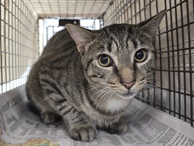 Adoptable Cat