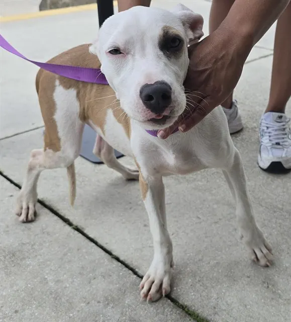 Adoptable Dog