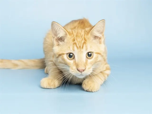 Piper