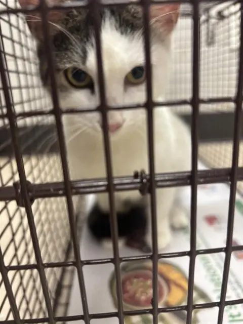 Adoptable Cat