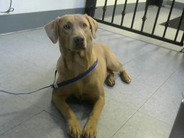 Adoptable Dog